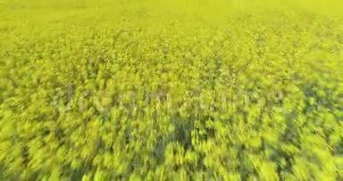 在夏日的黄花田上向前迈进。 欧洲意大利户外绿色自然景观空中缔造者。 4k